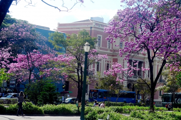 jardim-florido-da-pracaABA87C17-A8A0-BEFE-86AE-7BC4889623B7.jpg